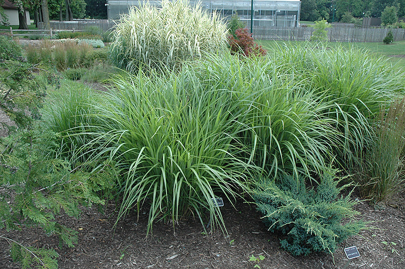 Miscanthus Maiden Grass Silberfeder