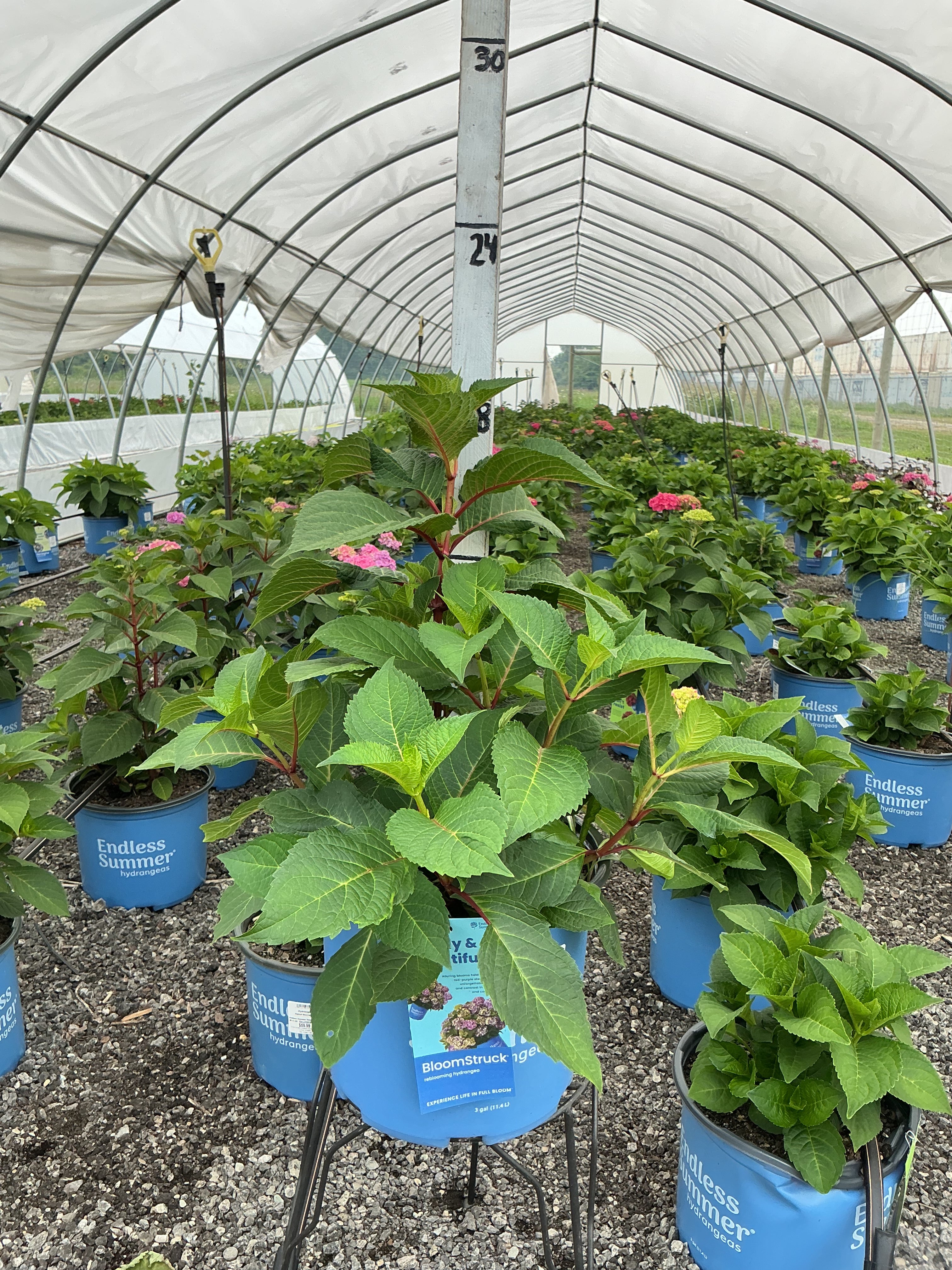 Hydrangea Endless Summer Bloomstruck
