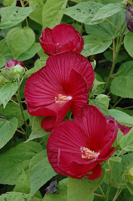 Luna Red Hardy Hibiscus - 9" Perennials