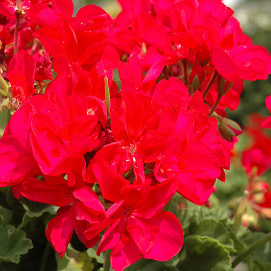 Geranium Dynamo Violet - 10" Planter