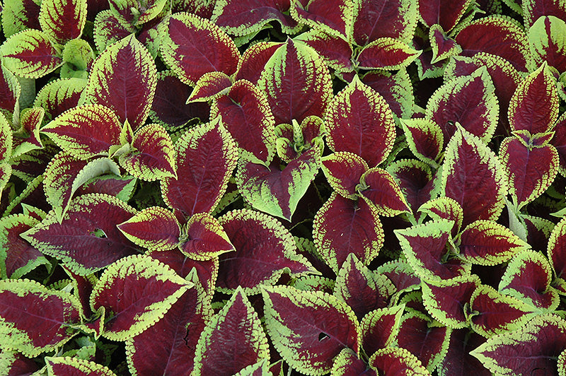 Coleus Kong Jr Scarlet - 5" Premium Annual
