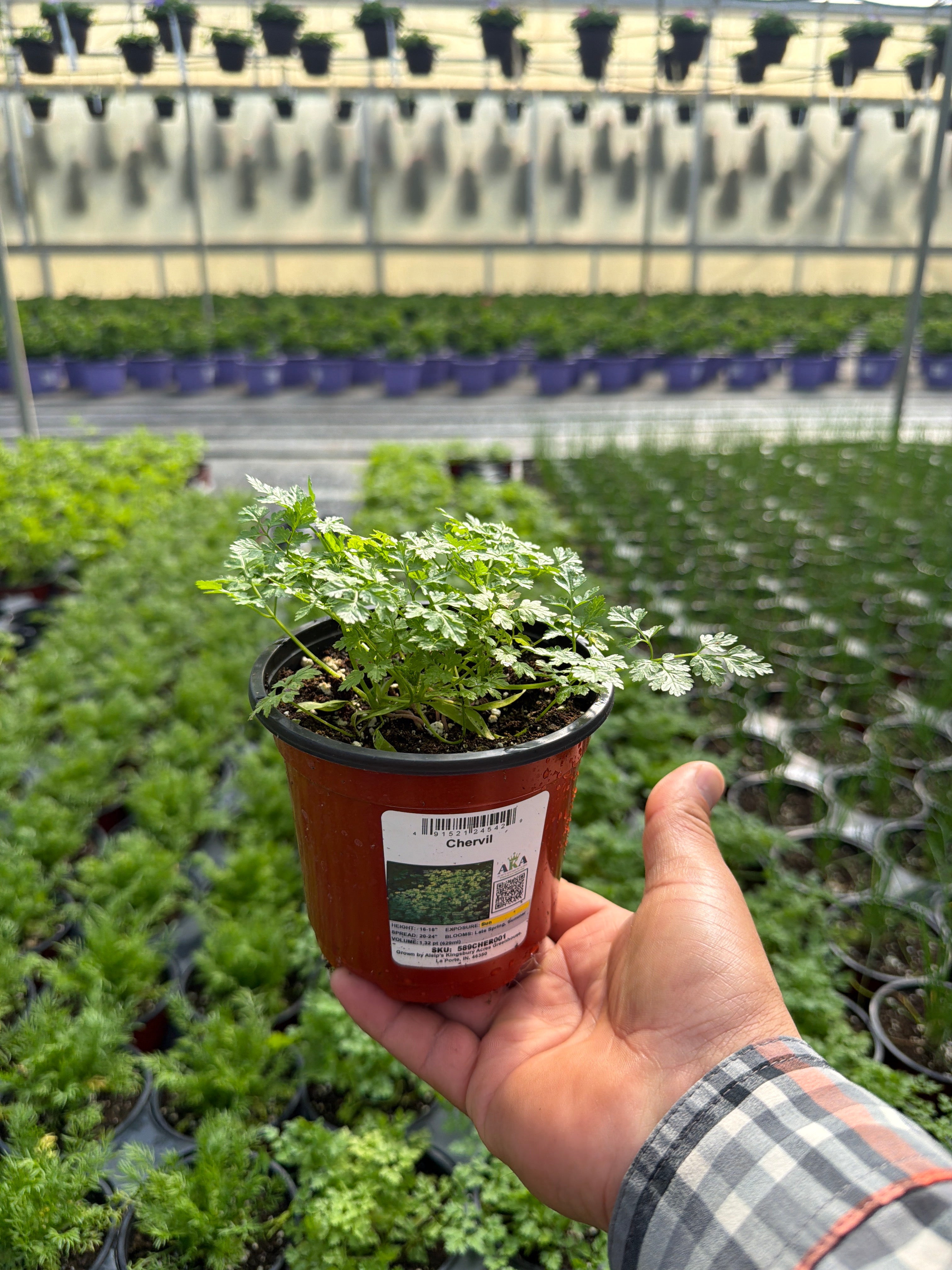 Chervil, French Parsley - 4.33" Potted Herb