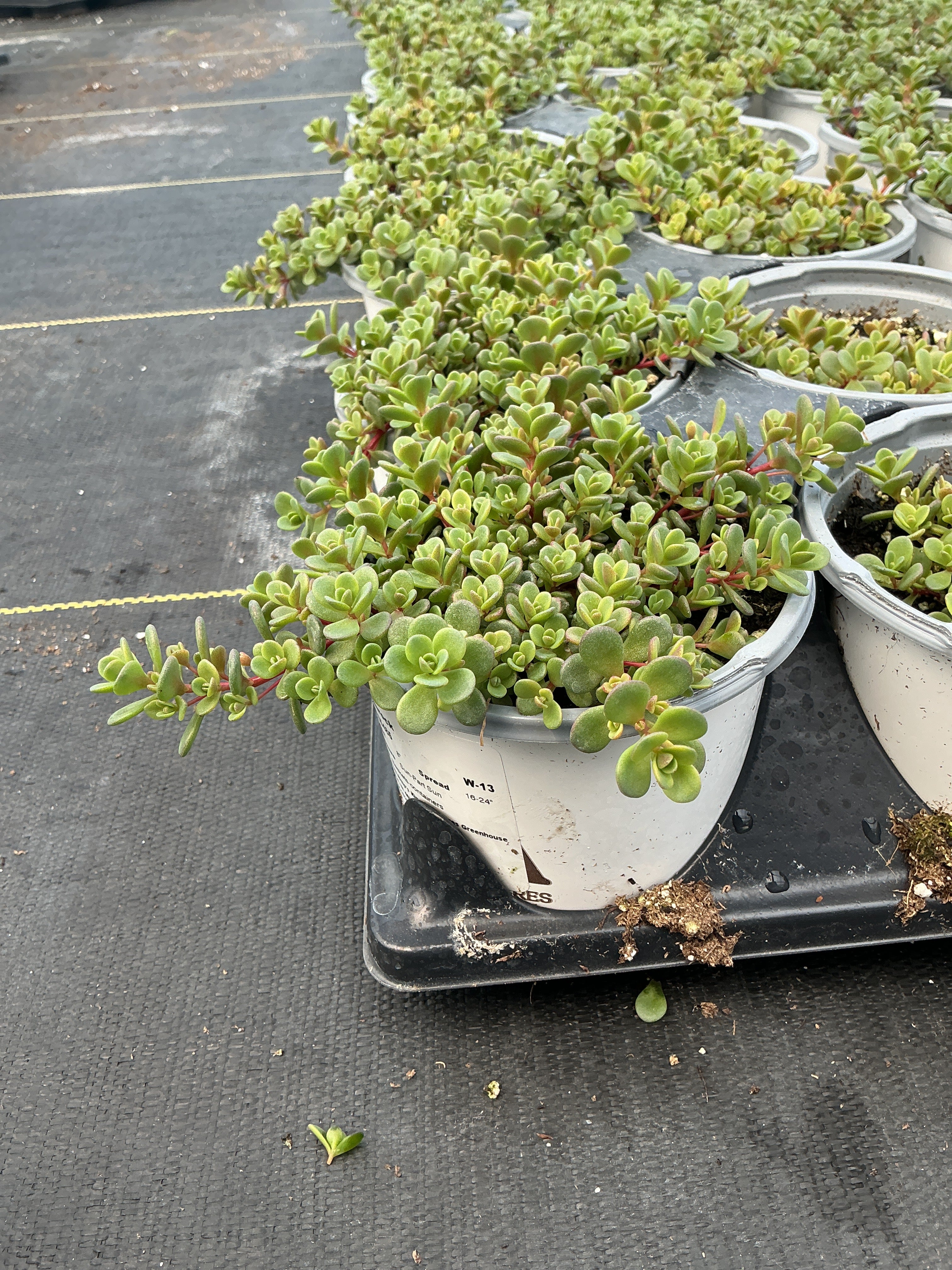 Sedum Shamrock - 4.33" Premium Annual