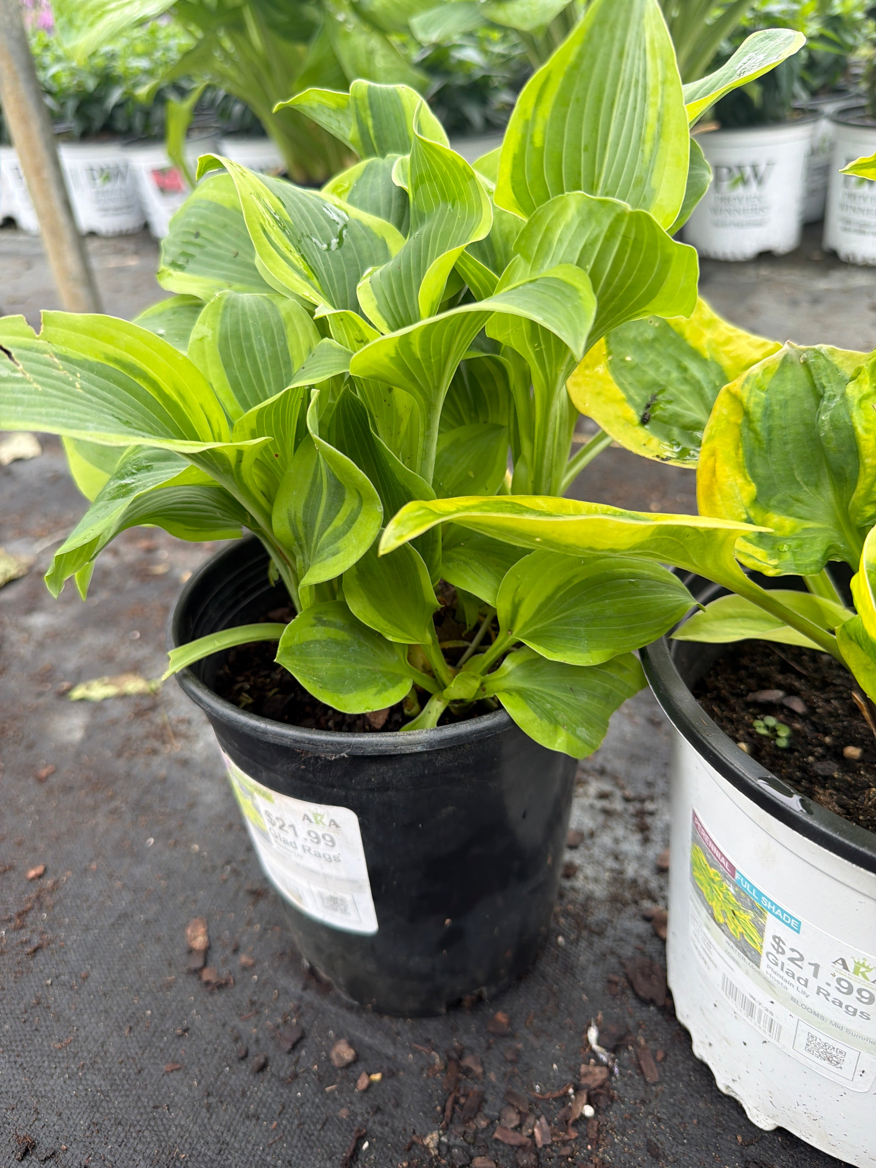 Hosta Plantain Lily Glad Rags
