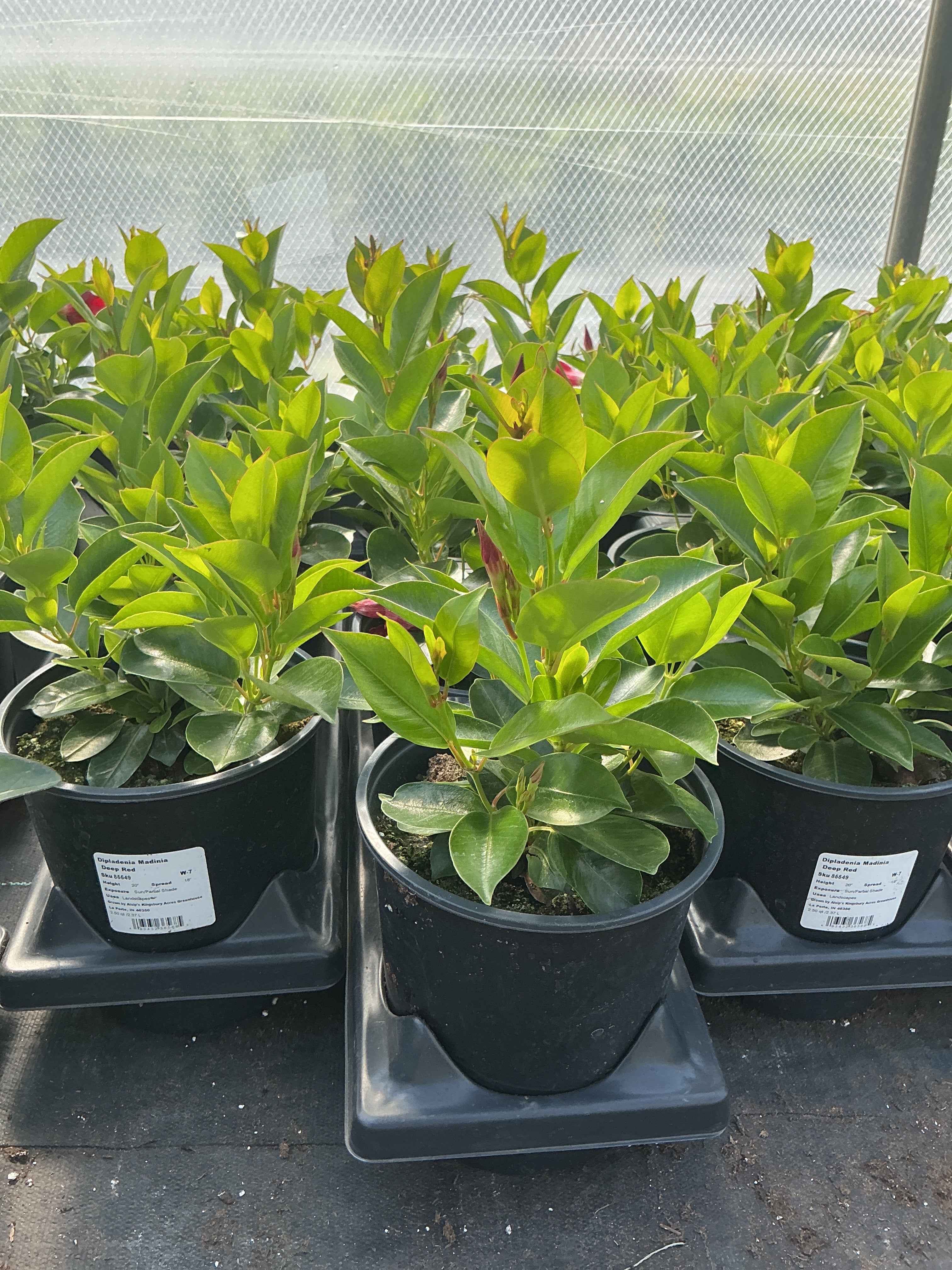 Dipladenia Madinia Deep Red - 6.3" Premium Annual