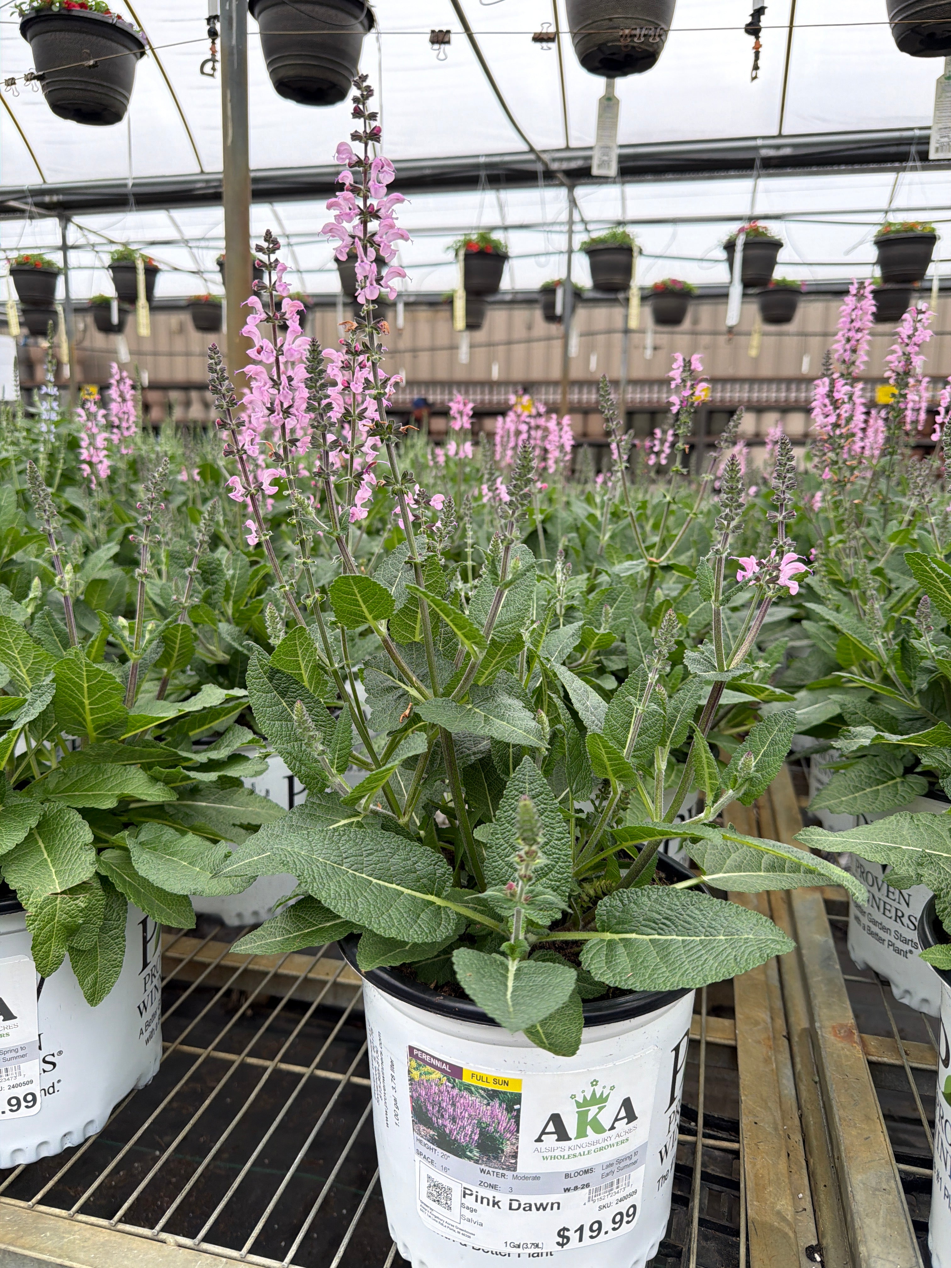 Salvia Sage Color Spires Pink Dawn
