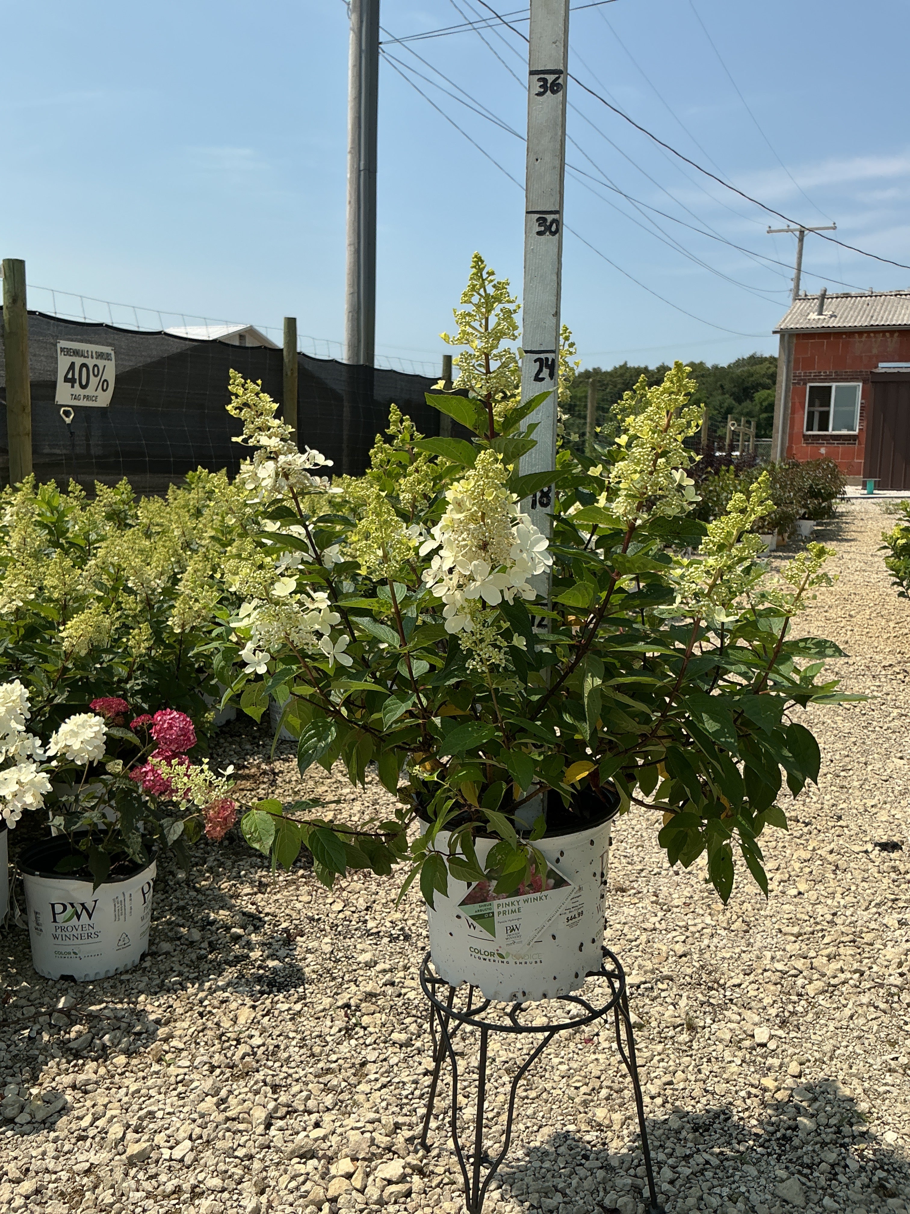 Hydrangea Pinky Winky Prime