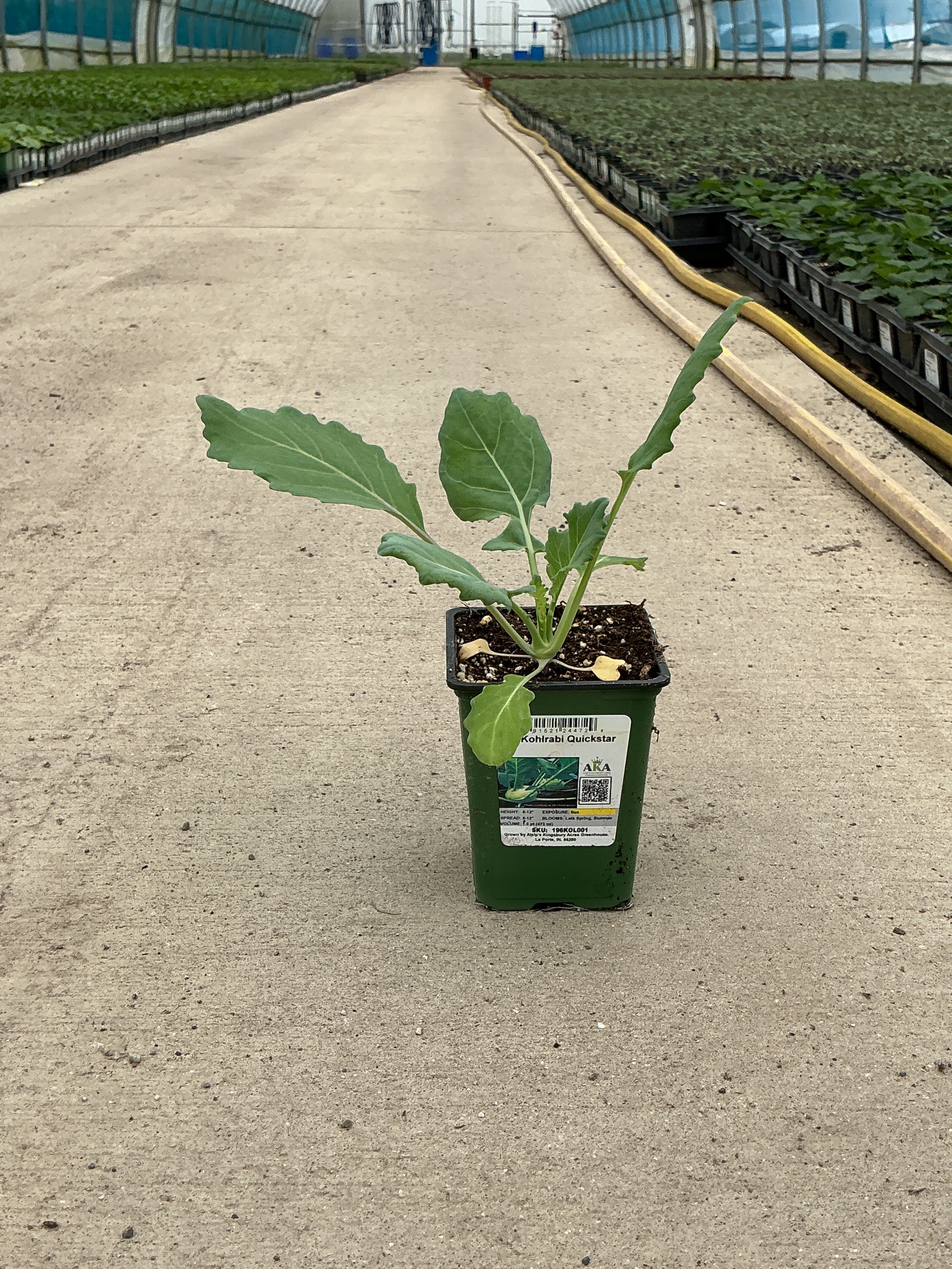 Kohlrabi Quickstar - 4" Potted Vegetable