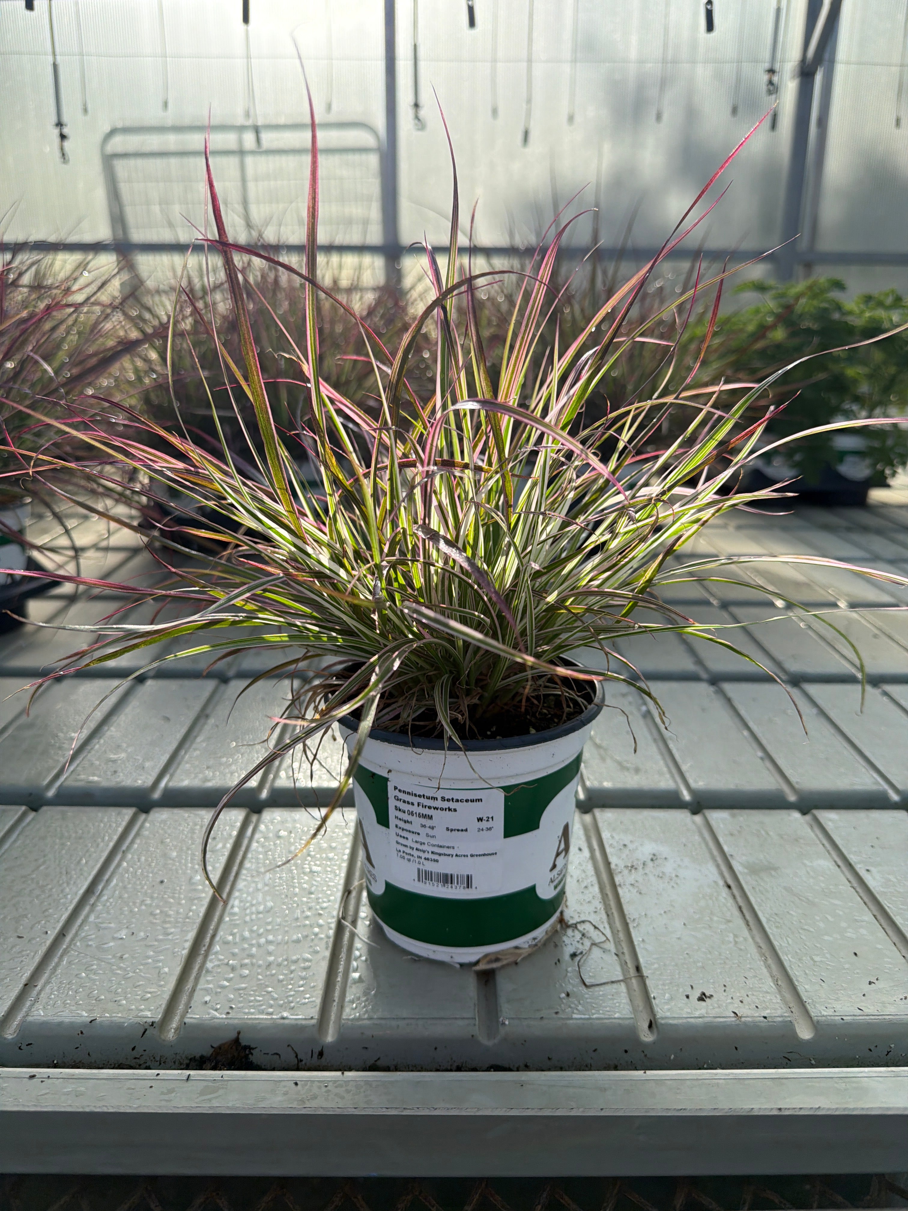 Pennisetum setaceum Fireworks - 5" Premium Thriller Annual