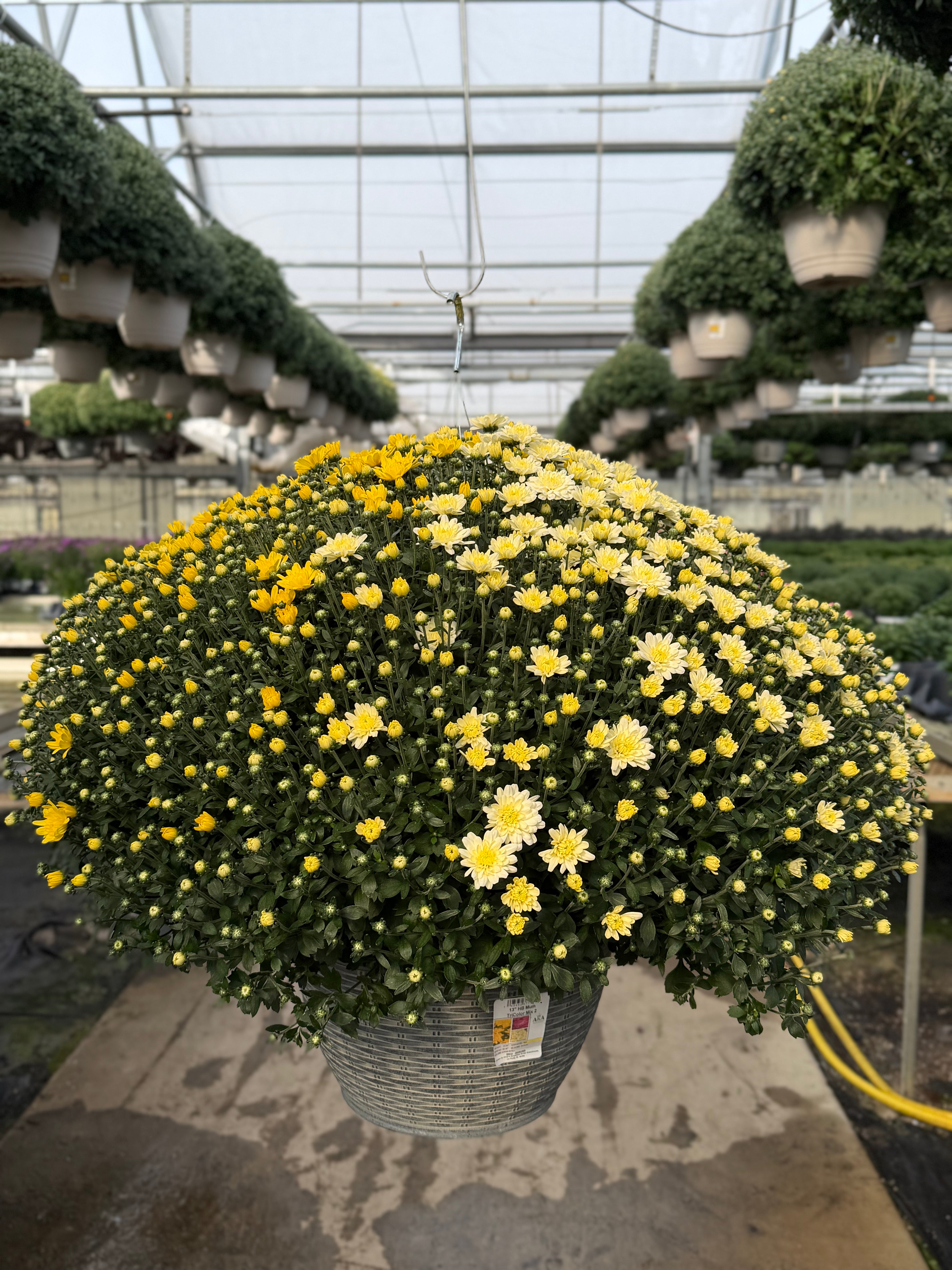 Jacqueline Tricolor (Mix 2) - 13" Garden Mum Hanging Basket