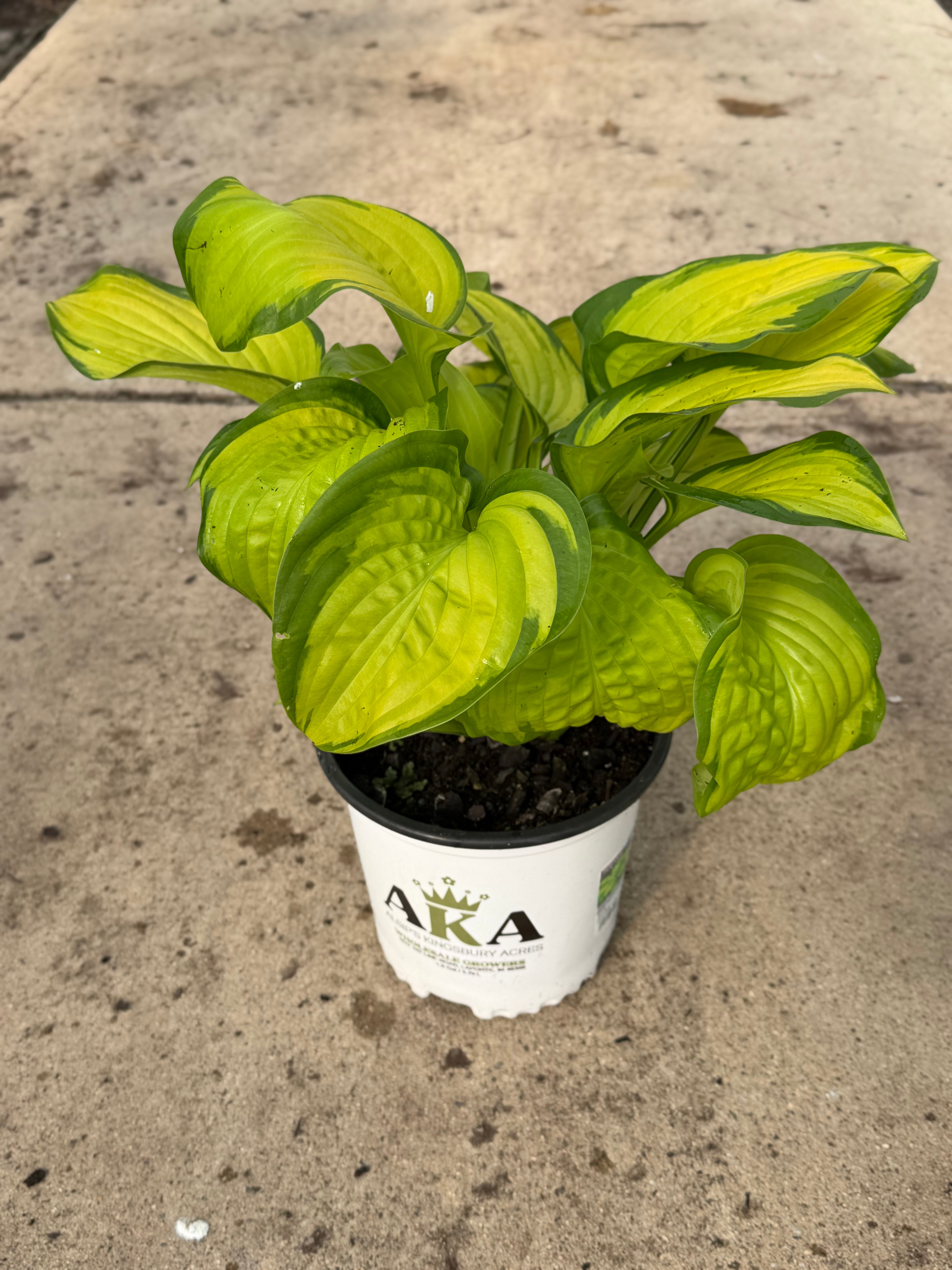 Hosta Plantain Lily Stained Glass