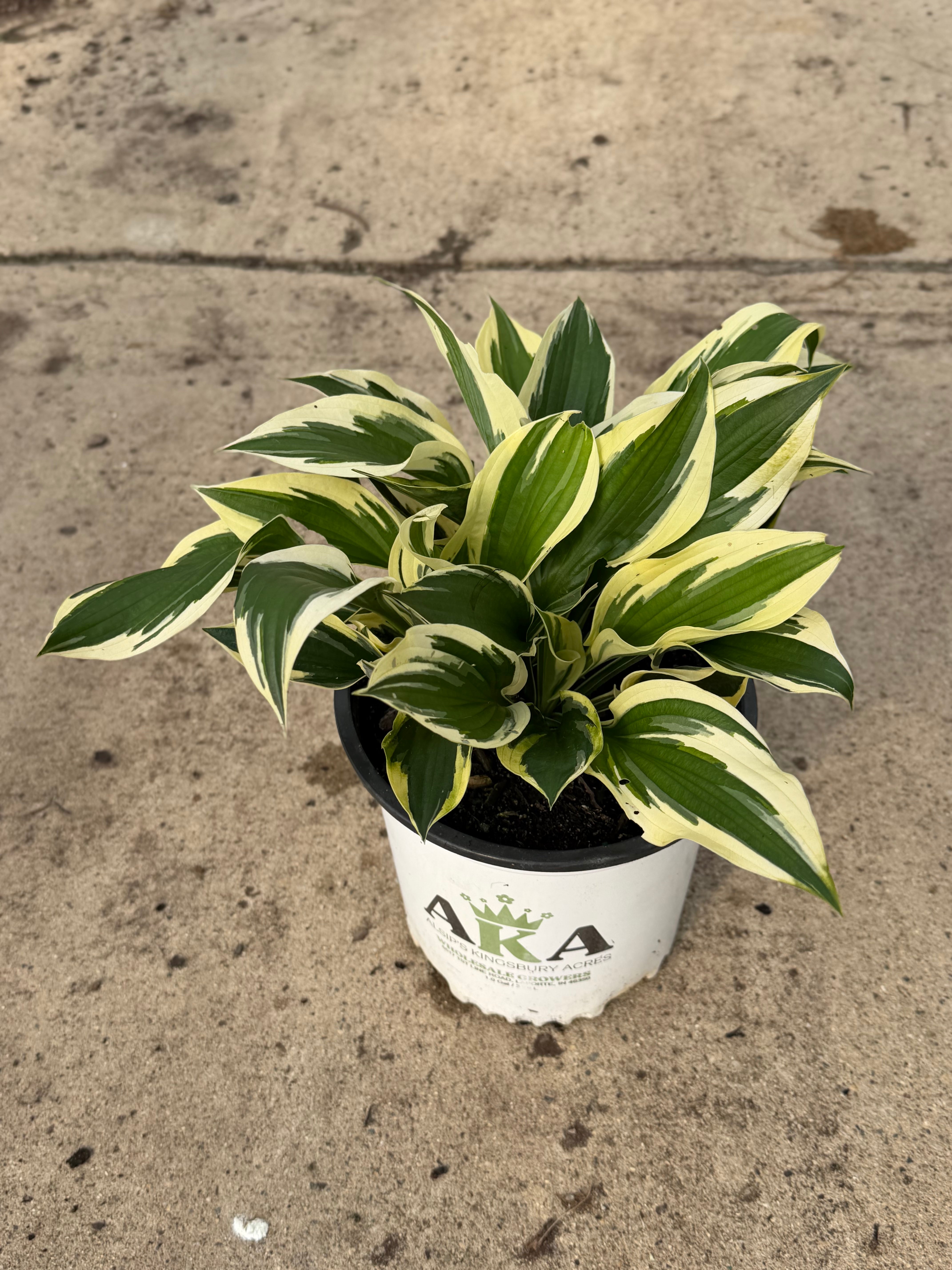Hosta Plantain Lily Patriot