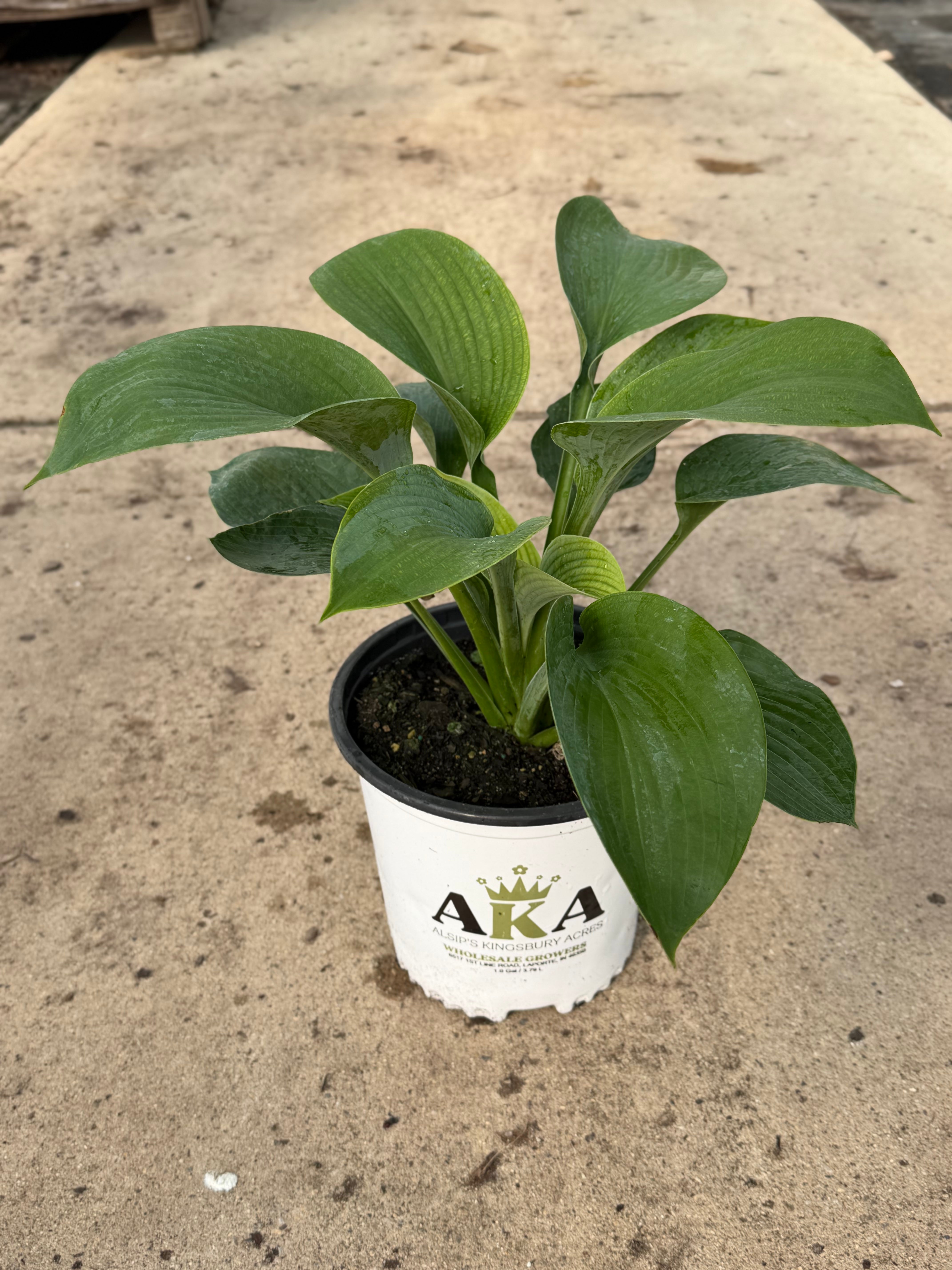 Hosta Plantain Lily Elegans