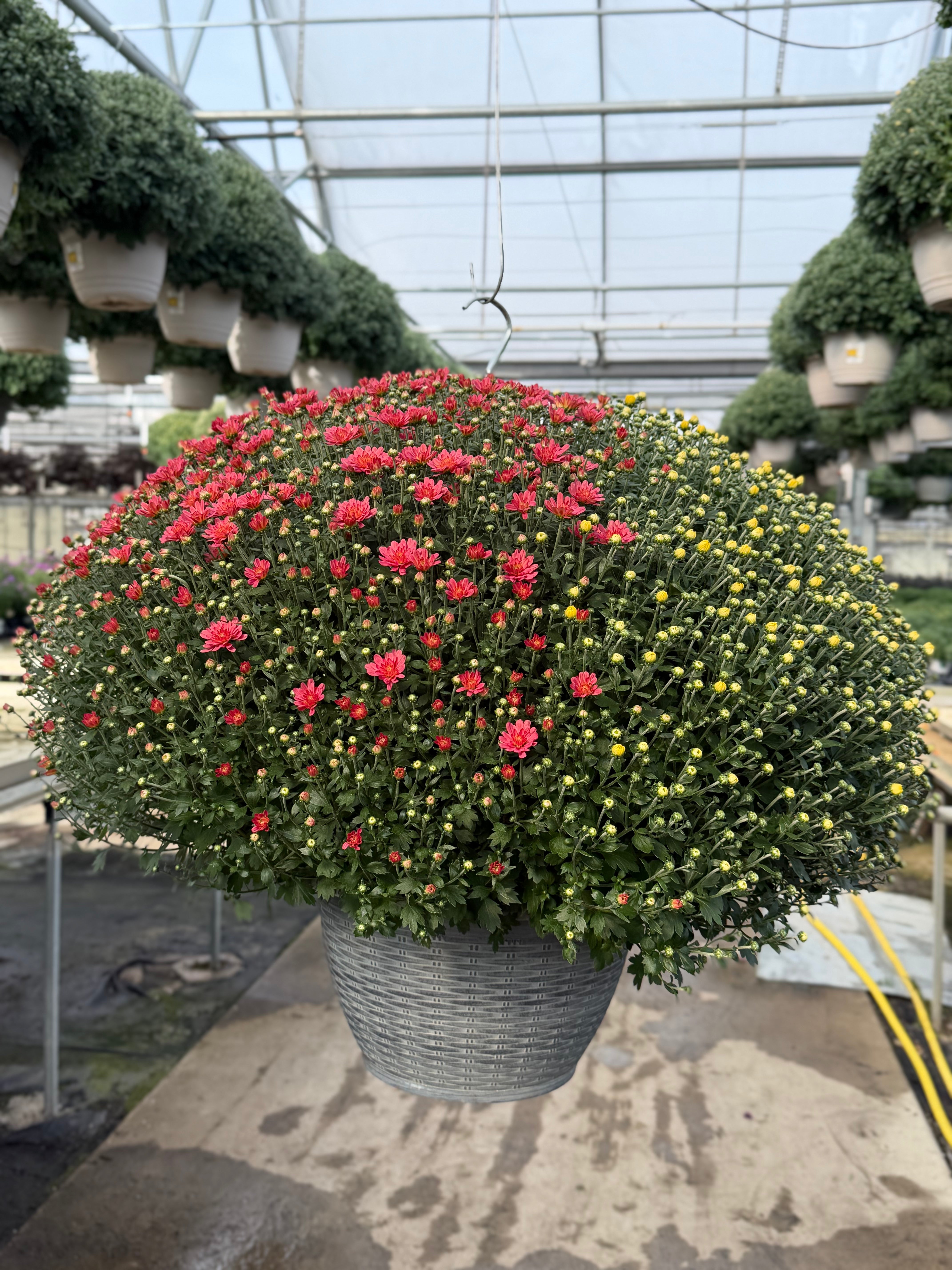 Jacqueline Tricolor (Mix 3) - 13" Garden Mum Hanging Basket