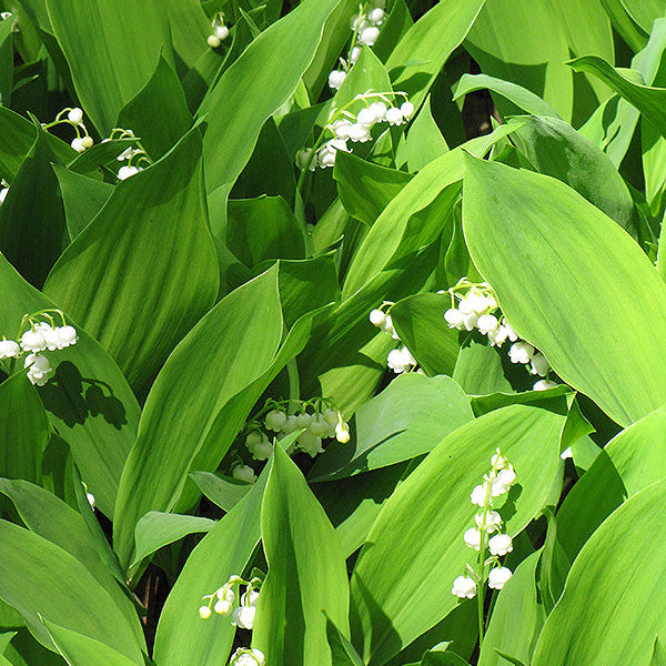 Convallaria Lily of the Valley - 6" Perennial