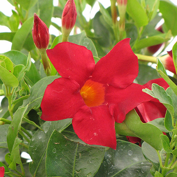 Mandevilla Dipladenia Madinia Deep Red - 11" Hanging Basket