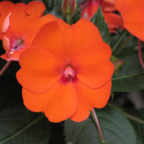 SunPatiens Electric Orange - 8" Planter