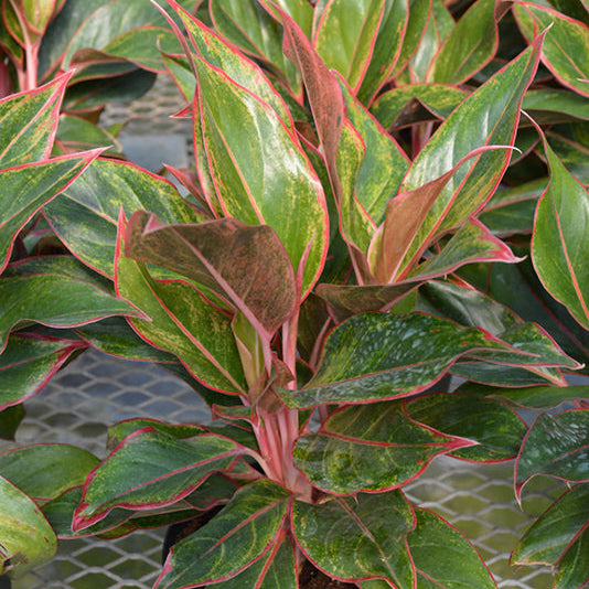 Siam Aurora Chinese Evergreen - Aglaonema sp - 4" Pot