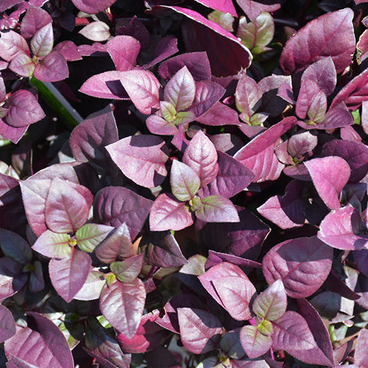 Alternanthera Purple Prince - 8" Hanging Basket