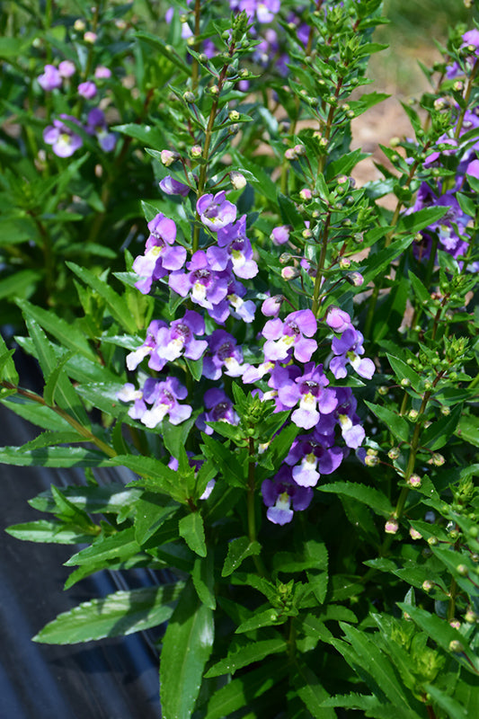 Angelonia ArchAngel Blue Bicolor - 4.33" Premium Annual