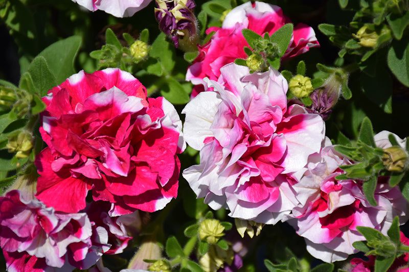 Petunia Madness Rose White - 4 Pack Annual