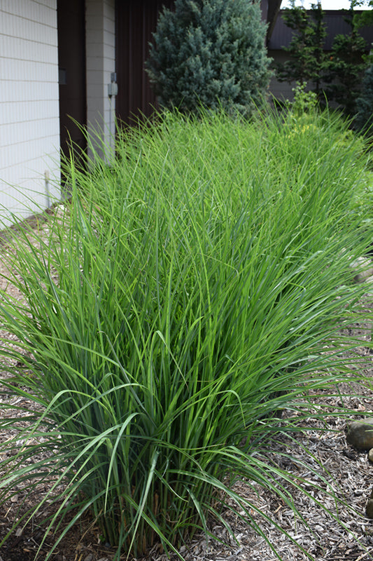Miscanthus Maiden Grass Oktoberfest