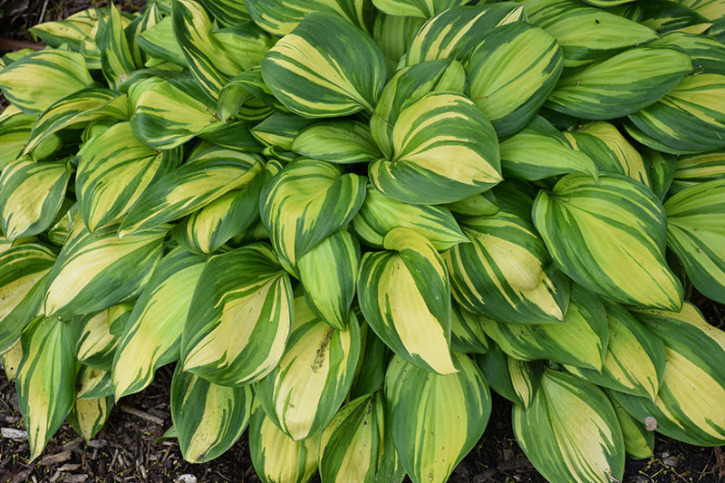 Hosta Plantain Lily Rainbow's End