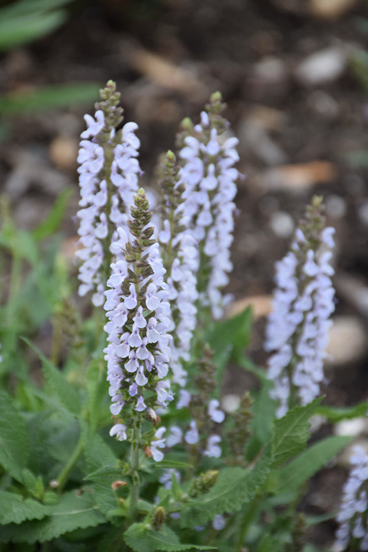 Salvia Sage Perfect Profusion