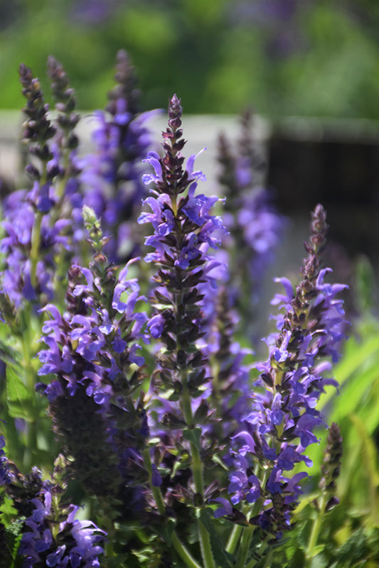 Salvia Sage Marcus