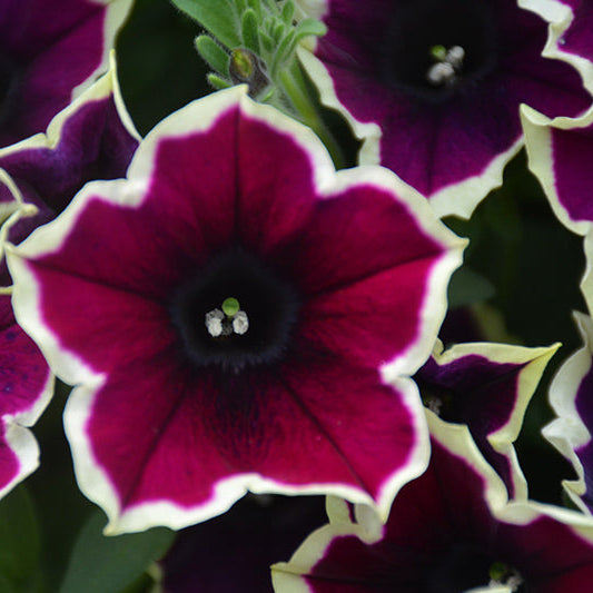 Petunia Cascadias Rim Magenta - 11" Hanging Basket
