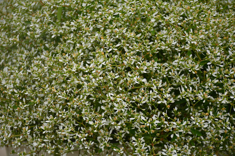 Euphorbia Star Dust White Sparkle - 4.33" Premium Annual