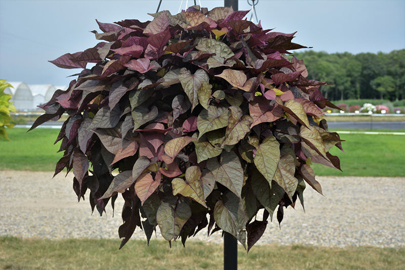 Ipomoea FloraMia Rosso - 4.33" Premium Annual