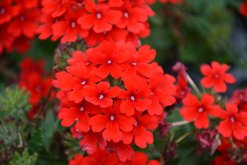 Verbena Firehouse Red - 4.33" Premium Annual