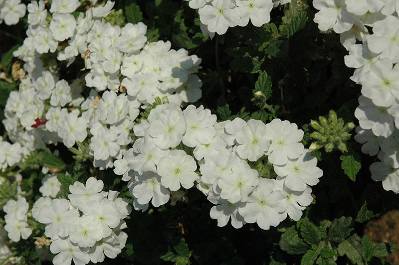 Verbena Empress Flair White - 4.33" Premium Annual
