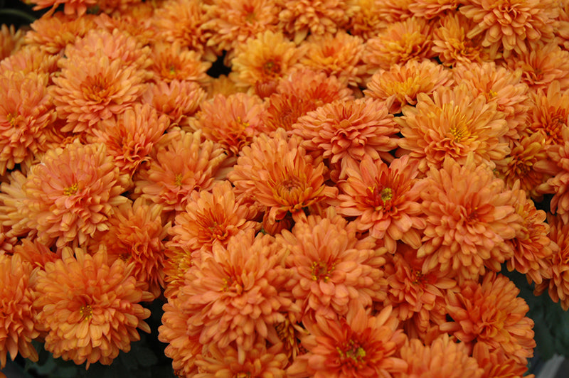 Gigi Orange - 5" Potted Garden Mum