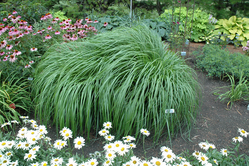 Pennisetum Fountaingrass Red Head