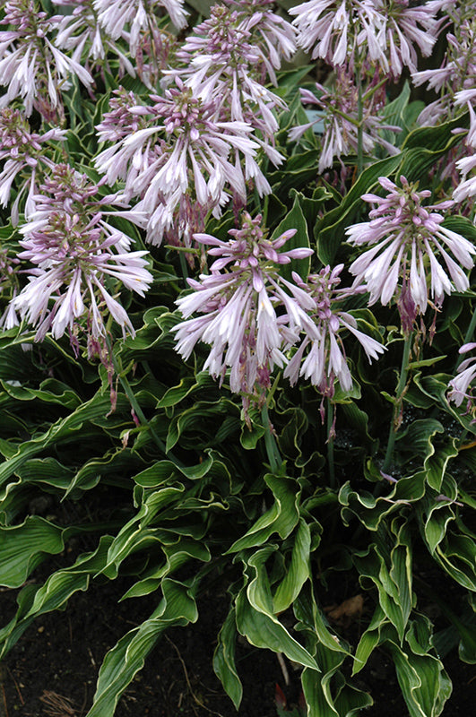 Hosta Plantain Lily Praying Hands