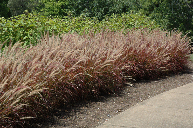 Pennisetum setaceum Rubrum - 5" Premium Thriller Annual