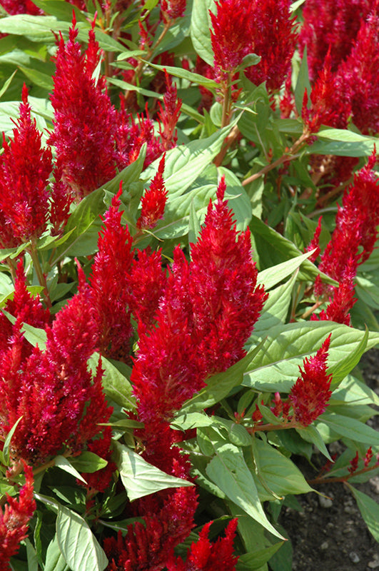 Celosia First Flame Red - 8" Planter