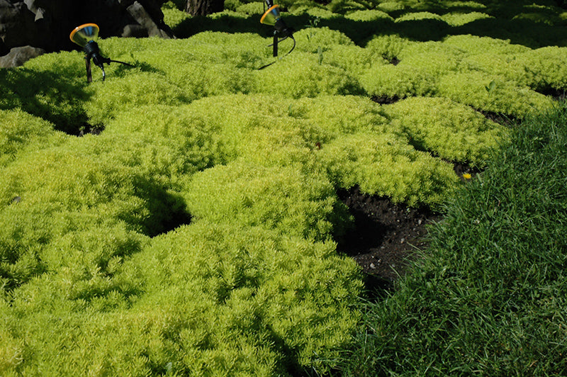Sedum Lemon Ball - 4.33" Premium Annual