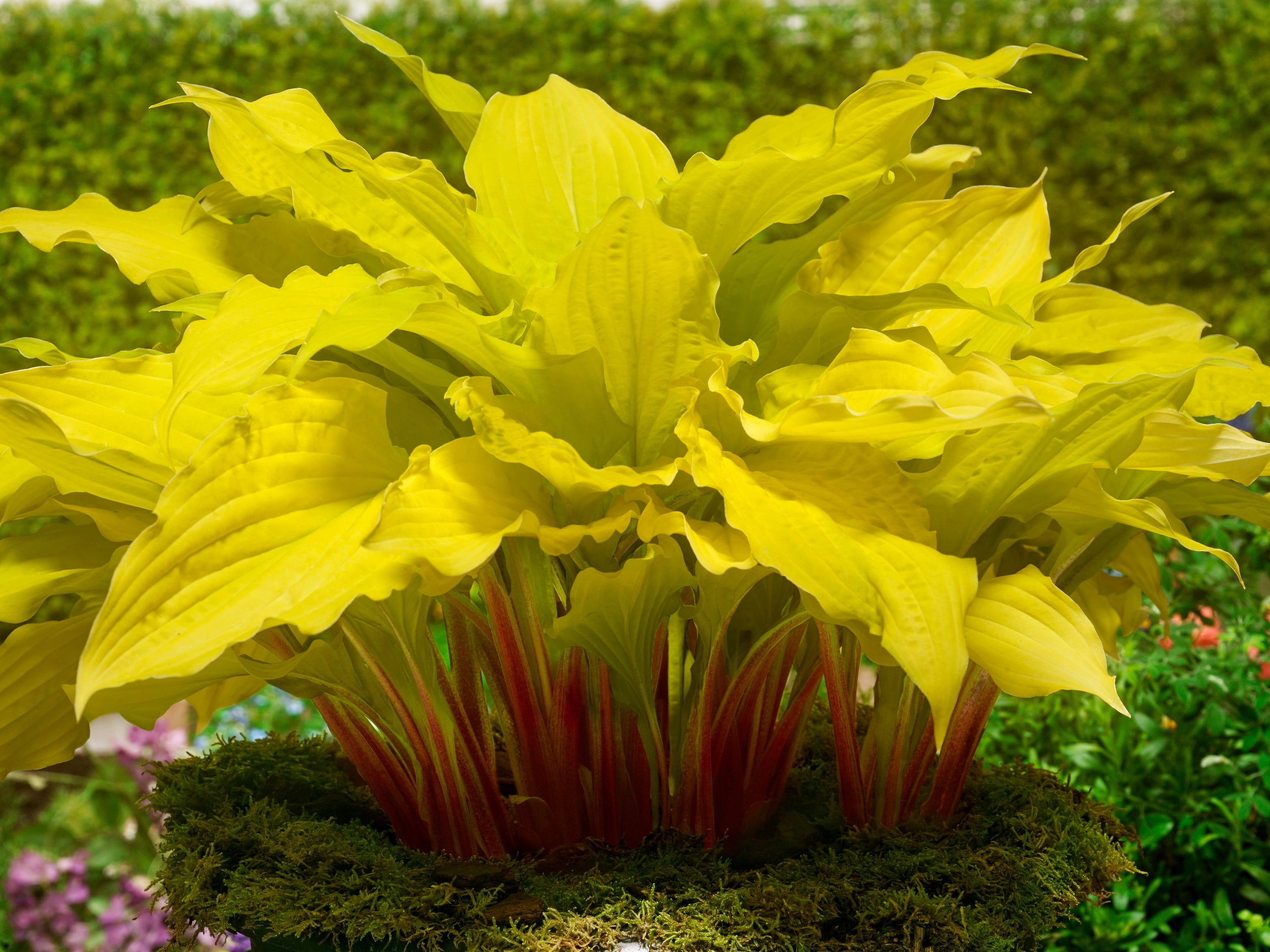 Hosta Plantain Lily Lipstick Blonde