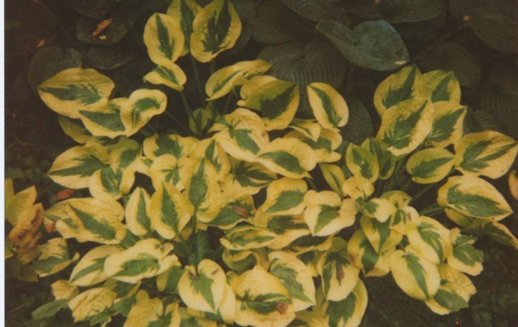 Hosta Plantain Lily Glad Rags