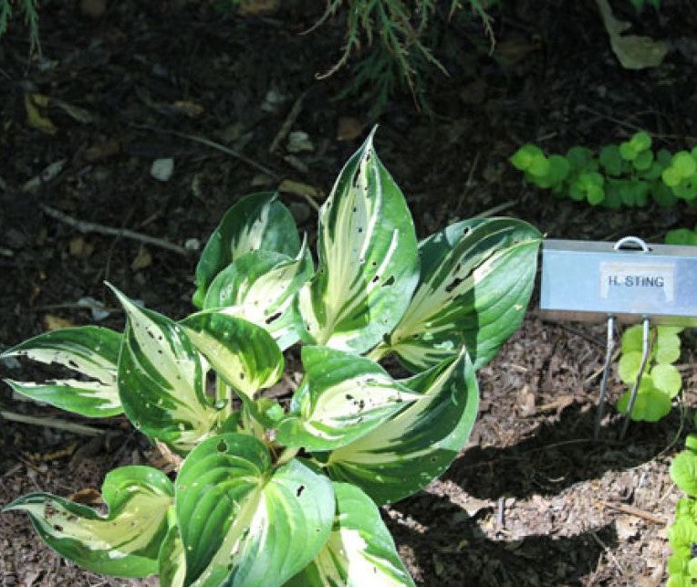 Hosta Plantain Lily Sting