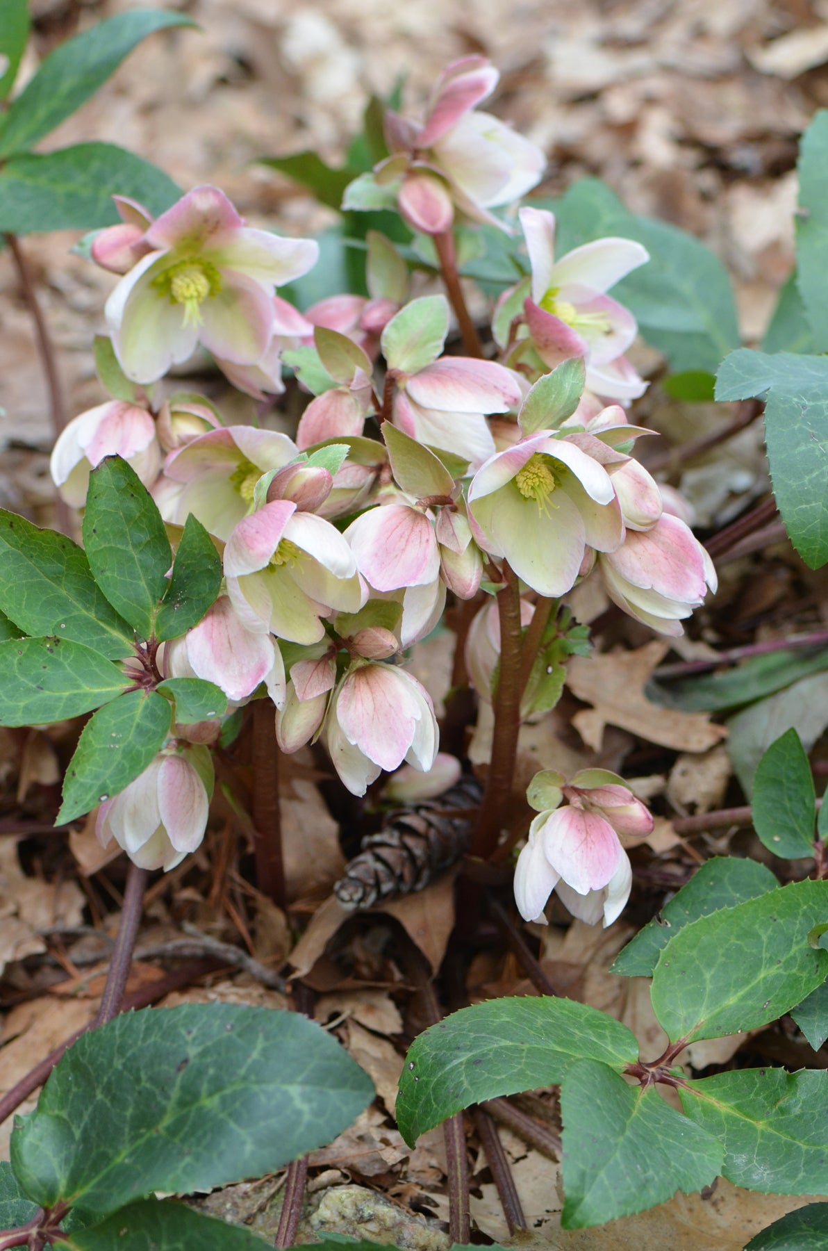 Helleborus Lenten Rose Ivory Prince