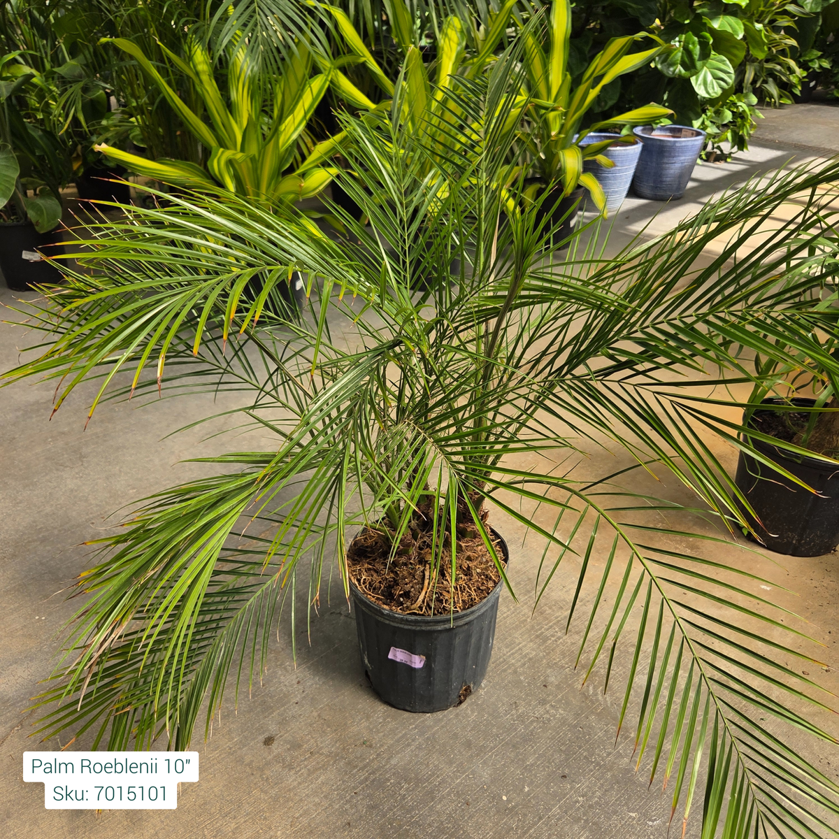 Pygmy Date Palm - Phoenix roebelenii - 10" Potted Houseplant
