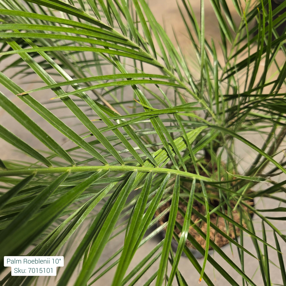 Pygmy Date Palm - Phoenix roebelenii - 10" Potted Houseplant