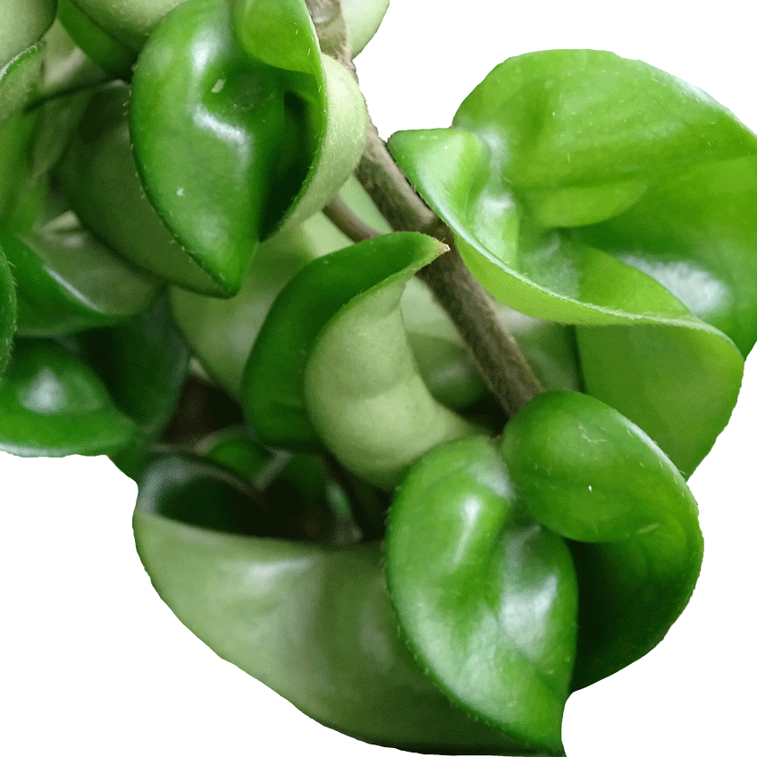 Hoya compacta - 4" Succulents
