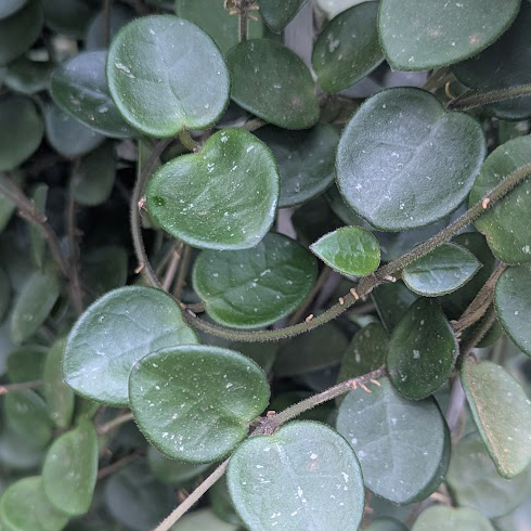 Hoya Mathilde - 4" Succulents