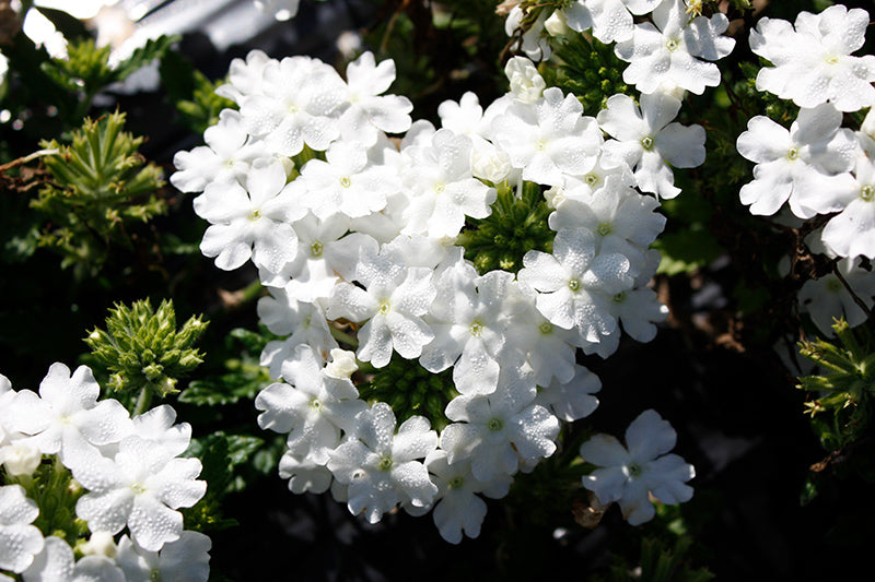 Verbena Firehouse White - 4.33" Premium Annual