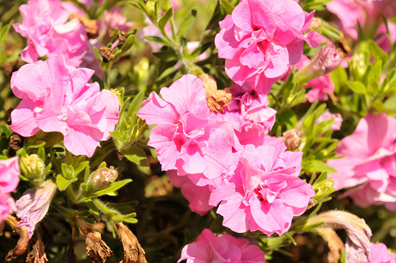 Petunia Double Vogue Pink - 4.33" Premium Annual